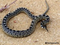 Culebra de escalera con los típicos escalones comunes en los ejemplares jóvenes.