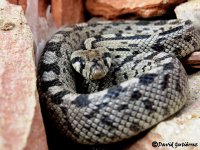 Culebra de escalera joven.