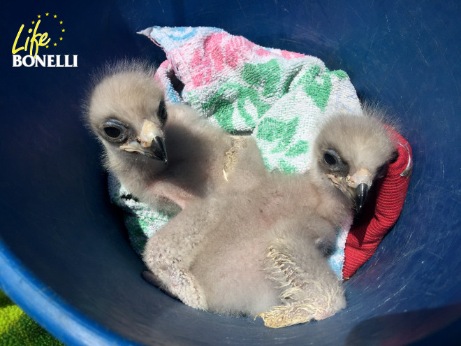 Dos pollos de águila de Bonelli nacidos en 2016 en el centro de cría de GREFA.