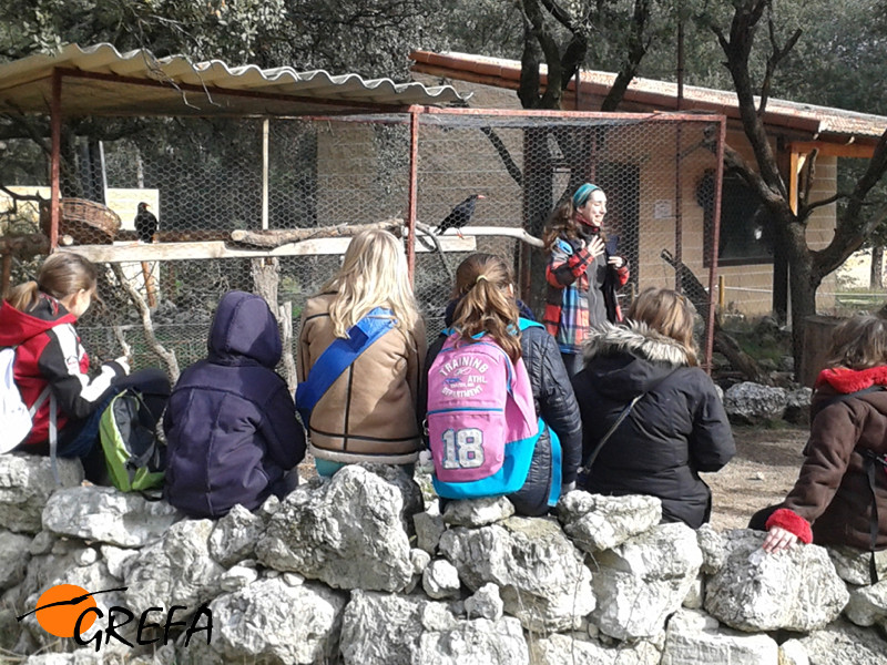 Una educadora ambiental de GREFA se dirige a un grupo de escolares junto a un jaulón con varias especies de córvidos irrecuperables.