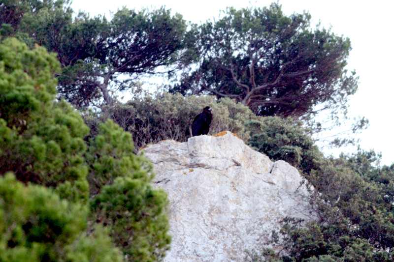 Fotografía de "Zarza" realizada por Joan Florit en Menorca.