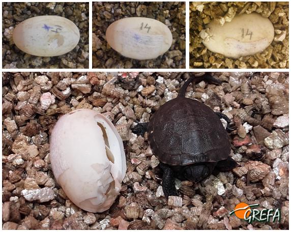 Composición fotográfica que refleja la evolución de uno de los huevos de galápago reparados en GREFA. De izquierda a derecha, huevo con lesión, huevo reparado, neonato picando el huevo y, en la foto grande, neonato cuando ya está fuera.