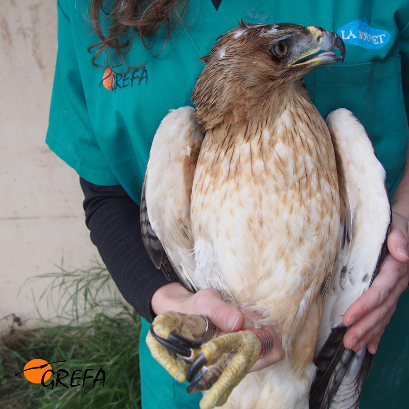 Una veterinaria de GREFA sujeta un águila perdicera o de Bonelli en tratamiento.