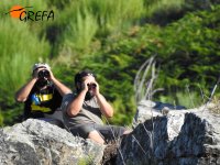 Personal de GREFA vigila desde lejos al pollo de alimoche "Larouco" en su nido para evitar cualquier incidente.