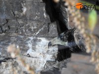 Cabeza de "Larouco" asomando en el nido.