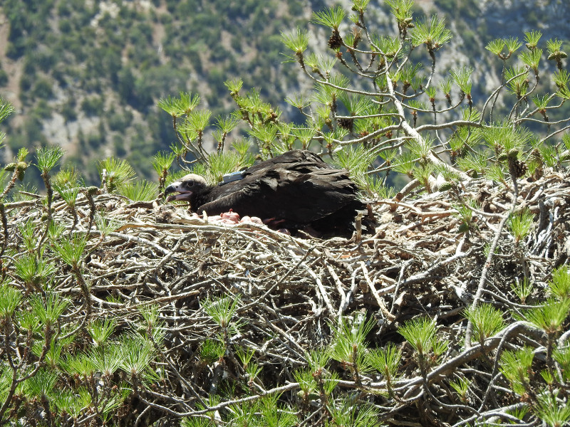 El pollo de 'Perla' y 'Portel' descansa tras ser devuelto a su nido una vez marcado con un emisor. Foto: Equipo de Trabajo de Boumort/Alinyà.
