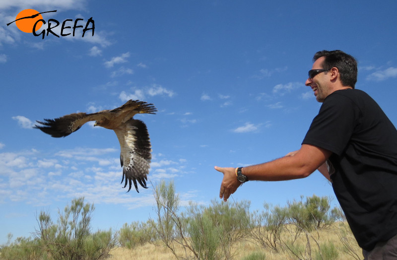 Un “padrino” libera un águila calzada rehabilitada en el Hospital de Fauna Salvaje de GREFA. Foto: GREFA.