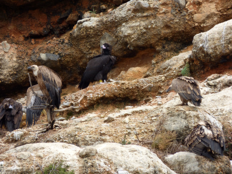 "Zarza", en compañía de otros buitres leonados y un buitre negro, en los días de sus primeros vuelos. Foto: Equipo de Trabajo de Boumort-Alinyà.