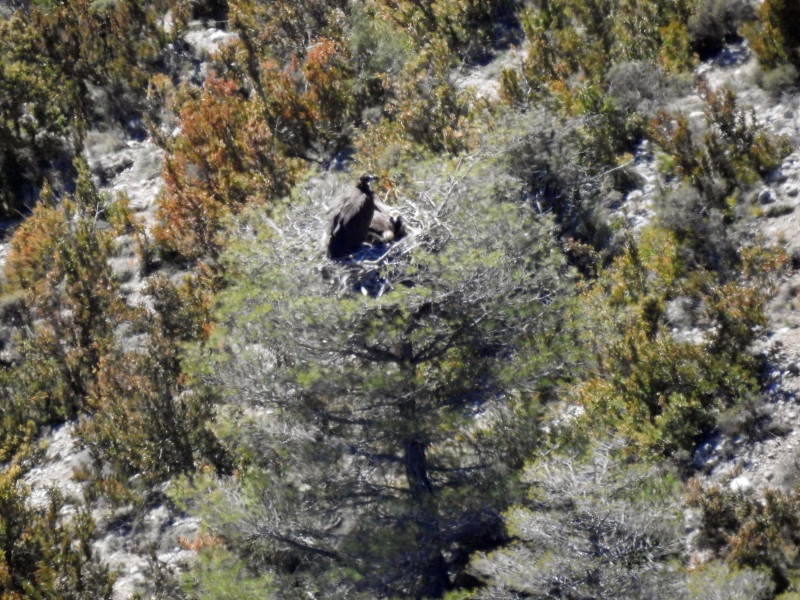 "Bruna" y "Corneli" en su nido de Pirineos. Es una de las tres parejas de buitre negro que ya cuentan con pollo nacido este año en la Reserva de Boumort. Foto: PRBNC.
