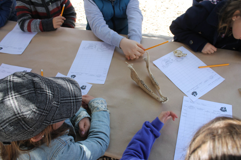 Unos niños participan en un taller de identificación de huesos de fauna, en un Campamento de Verano de GREFA.