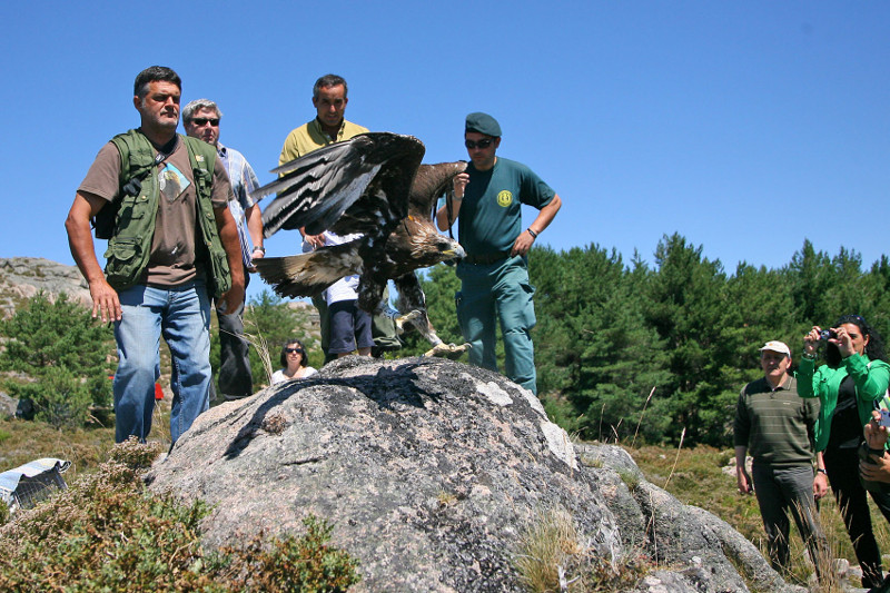 Segunda liberación del águila real "Eufemia" en 2009, en el Parque Natural Baixa Limia-Serra del Xurés (Ourense).