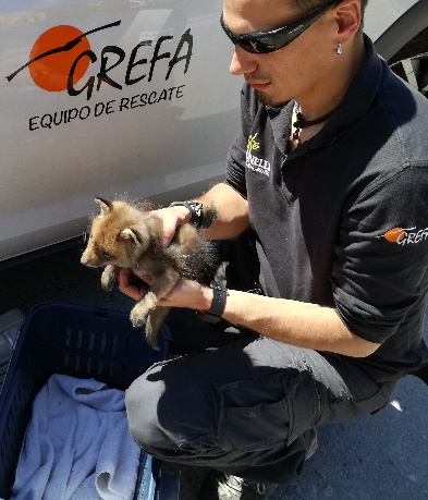 Un miembro del Equipo de Rescate de GREFA con un zorrito.