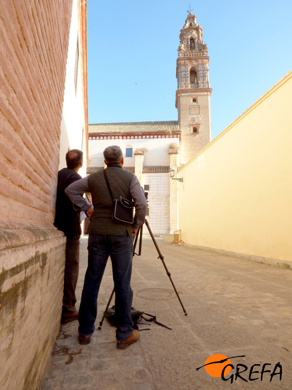 Nuestros compañeros de GREFA Andalucía censan la colonia de cernícalo primilla de la iglesia de Palma del Río.