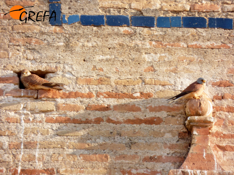 Una pareja de cernícalos primilla de la población de Palma del Río se solea. 