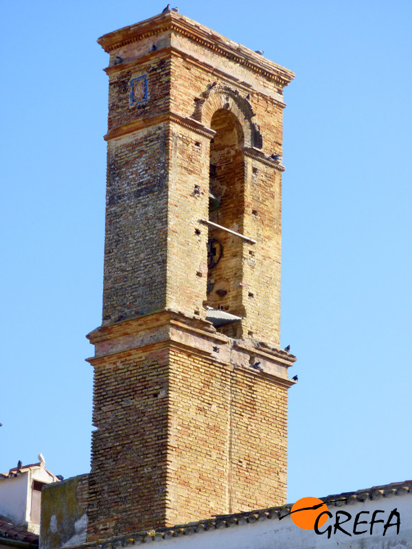La torre de La Hospedería, otro enclave importante para la especie dentro del casco urbano de Palma del Río.