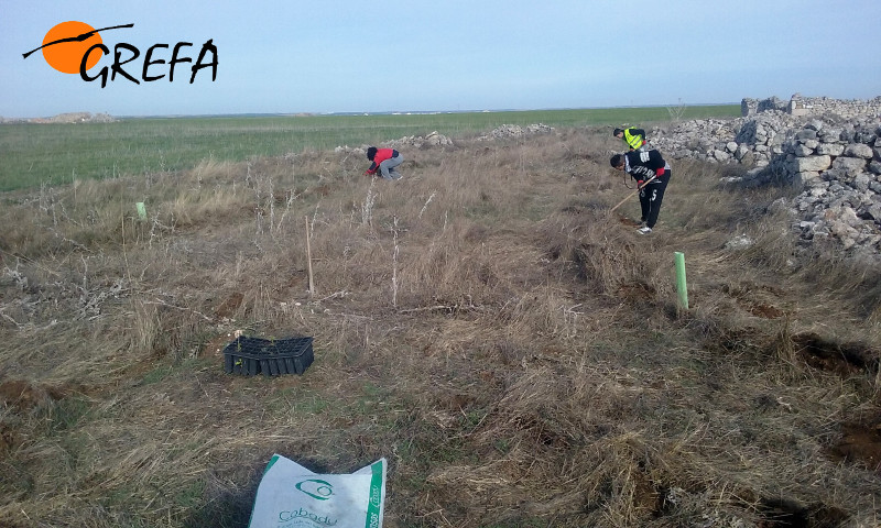 Miembros de GREFA y la Fundación Oxigeno,en plena plantación en una cañada de Villafruela (Burgos).