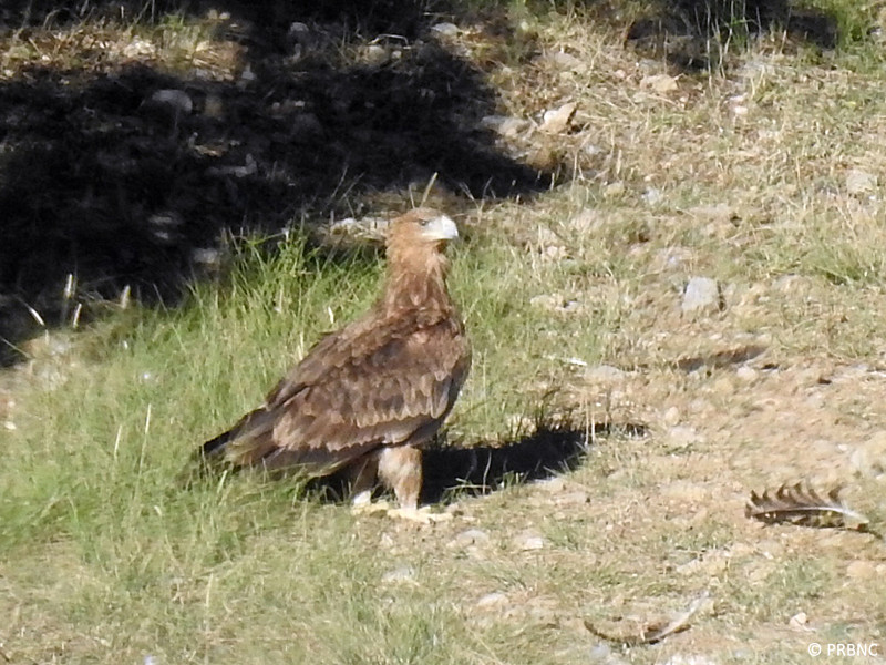 El águila imperial que apareció en el PAE de Boumort, fotografiada en solitario. Foto: PRBNC.