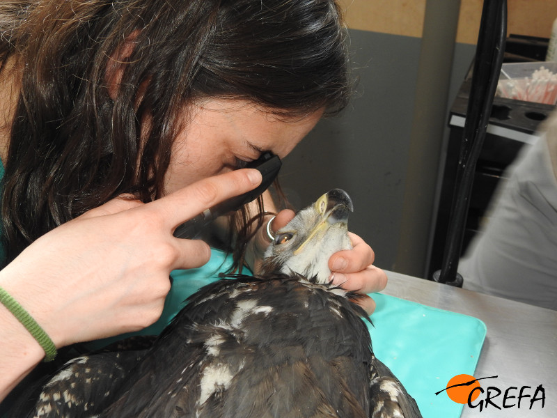 El ojo dañado del águila real "Castro" es examinado por una veterinaria en el hospital de fauna de GREFA.