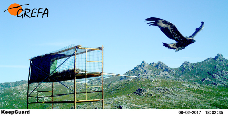 El águila real "Trives" echa a volar desde la plataforma de hacking en la Serra do Xurés (Ourense). Imagen de fototrampeo.