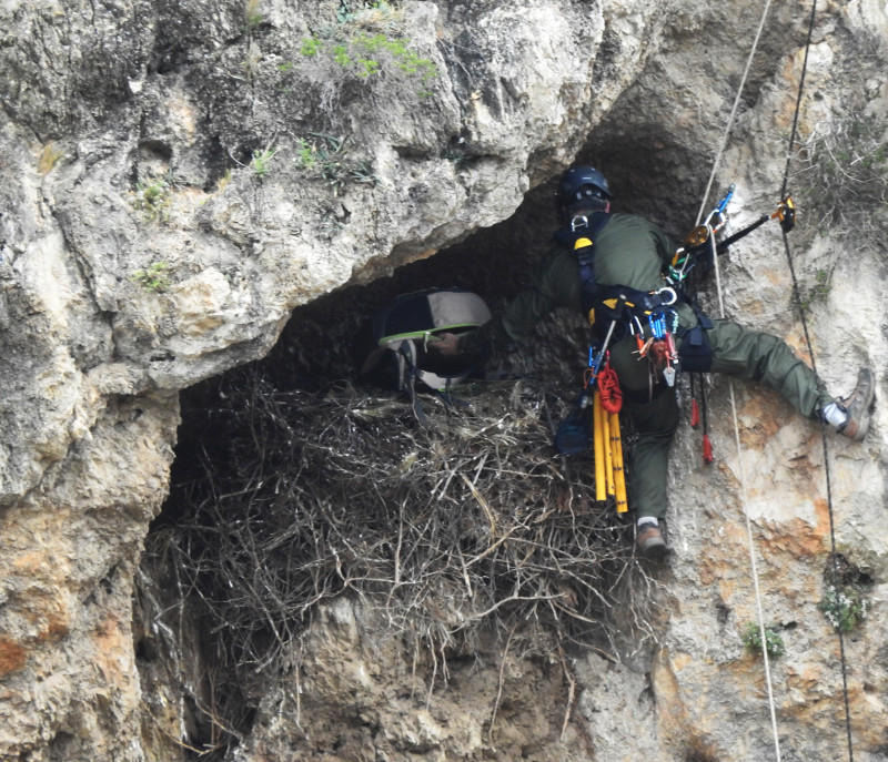 Un especialista en trabajos de altura accede a un nido de águila de Bonelli para capturar a un pollo y así poder colocarle un emisor GPS.