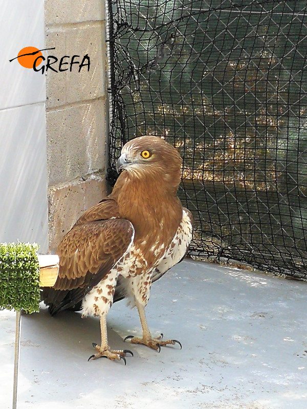 El águila culebrera al día siguiente del ingreso en el hospital de fauna de GREFA.