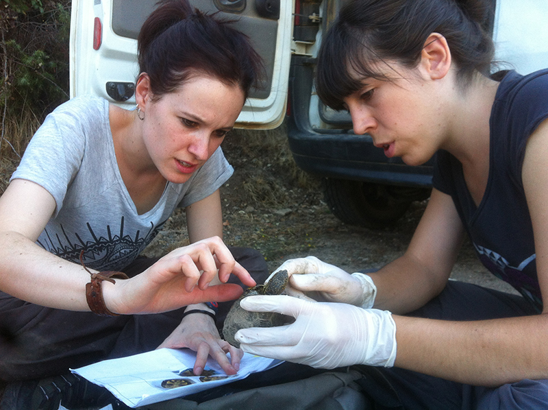 Dos colaboradoras de GREFA examinan a un galápago europeo en su hábitat natural.