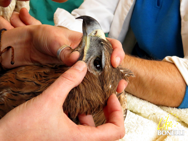 "Iber" es sometida a examen veterinario el día de su ingreso en el hospital de fauna de GREFA.
