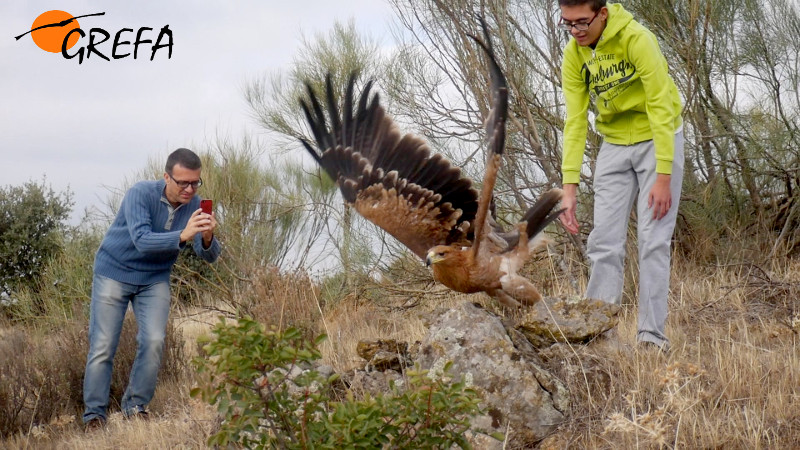 Momento preciso de la liberación del águila imperial "Padmé" de manos de su padrino, el joven Sergio Ibarra.