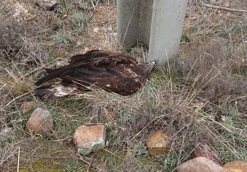Cadáver del águila real electrocutada en Valdepiélagos (Madrid), junto al poste (apoyo) que le causó la muerte. Foto: Pedro Luis Sánchez.