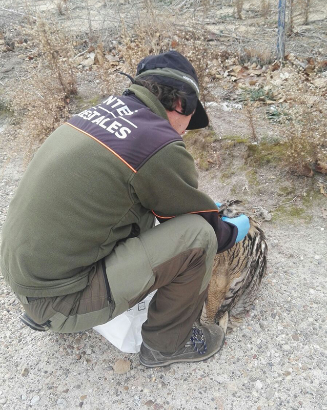 Un Agente Forestal de la Comunidad de Madrid examina un búho real electrocutado. Foto: Agentes Forestales de la CAM.
