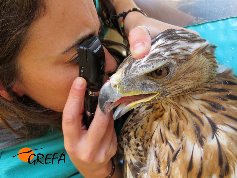 Revisión oftalmológica de un águila perdicera. Foto: GREFA.
