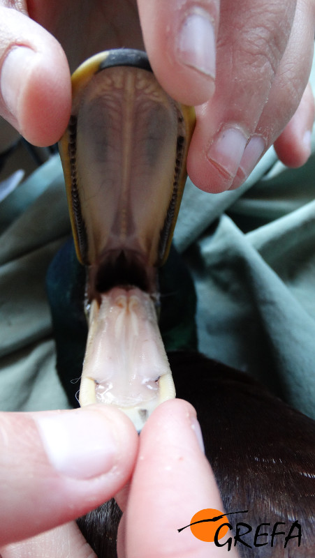 Se aprecia una palidez marcada en la mucosa de la cavidad oral del ánade real.