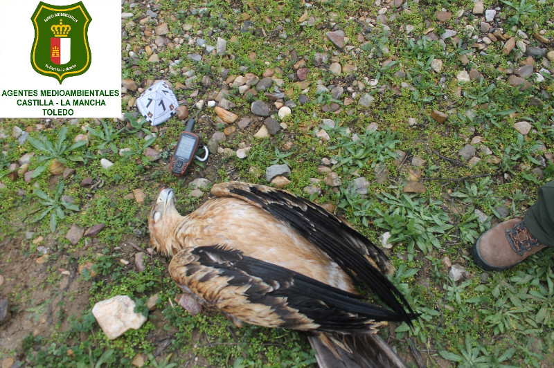 Cadáver de "Aulencia", muerta por una electrocución. Foto Agentes Medioambientales de Castilla-La Mancha.