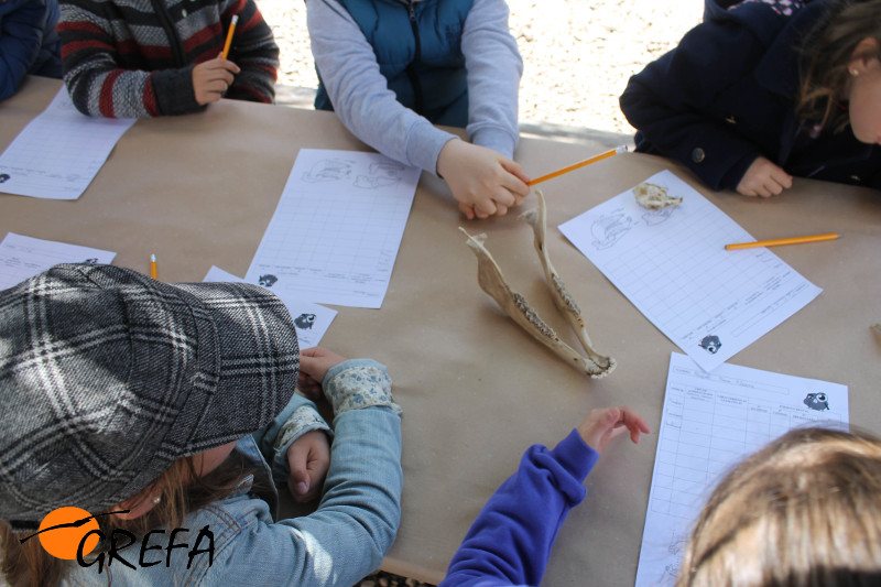 Varios niños aprenden a identificar cráneos de animales. Foto: GREFA.