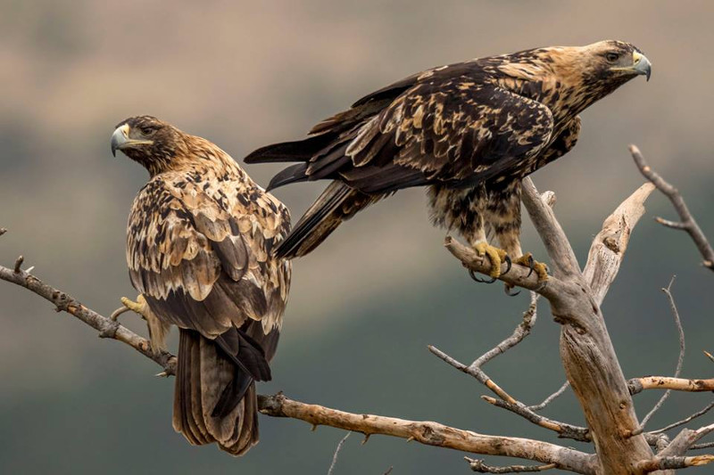 Pareja de jóvenes de águilas imperiales fotografiada por Hidesmadrid.