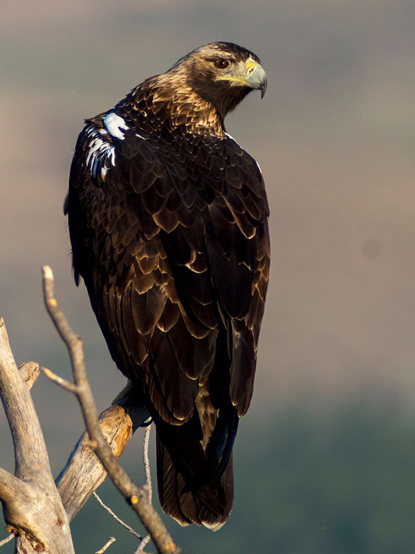 Águila imperial adulta fotografiada por Hidesmadrid.