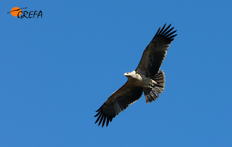 Águila imperial joven en vuelo.