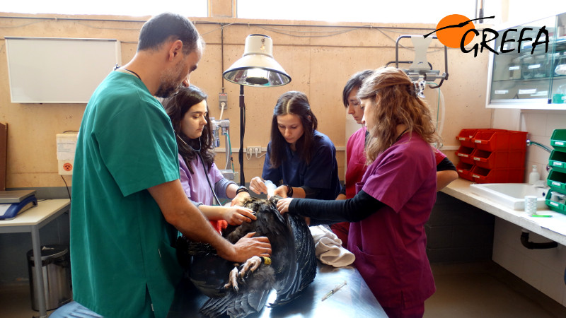 Veterinarios de GREFA y estudiantes de veterinaria en una práctica durante el tratamiento de un buitre negro.