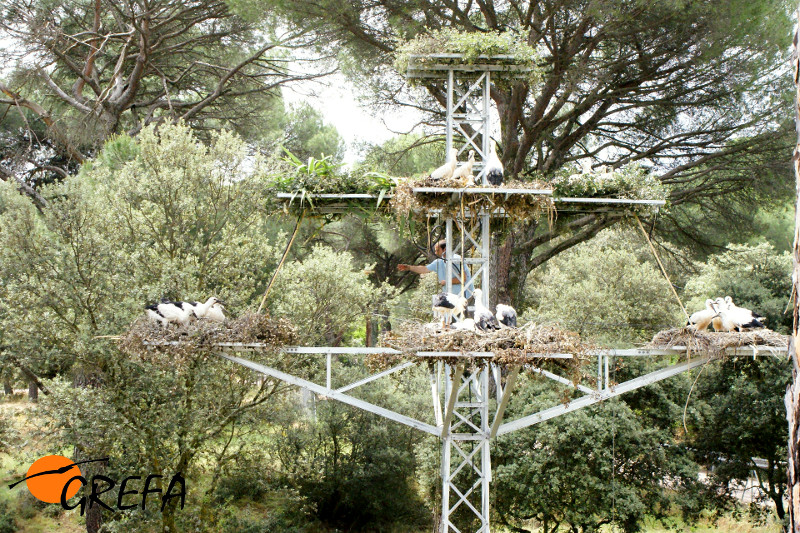 Otra imagen de la misma estructura, con cigüeñas en los nidos artificiales instalados por GREFA.