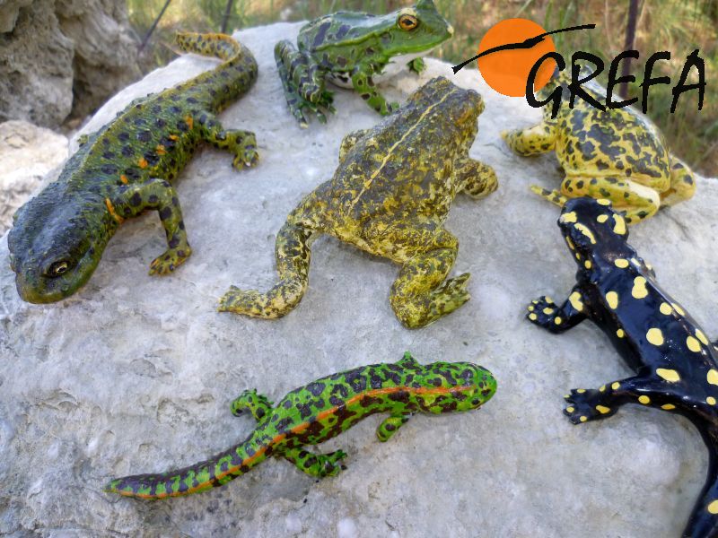 Maquetas de anfibios empleadas como recurso educativo en GREFA.