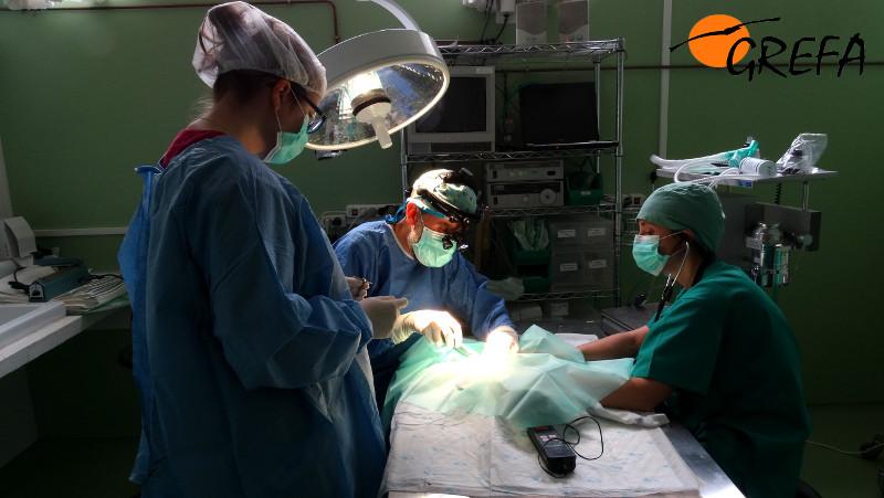 Veterinarios y voluntarios de GREFA durante la cirugía al mochuelo.