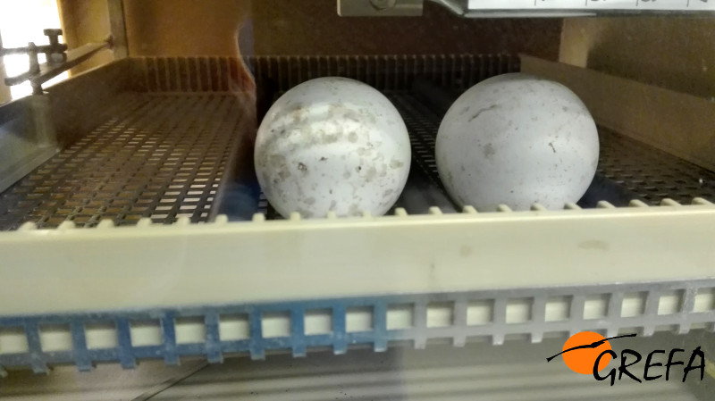 Huevos de águila de Bonelli de la primera puesta de 2017 en nuestro centro, ya en la incubadora.