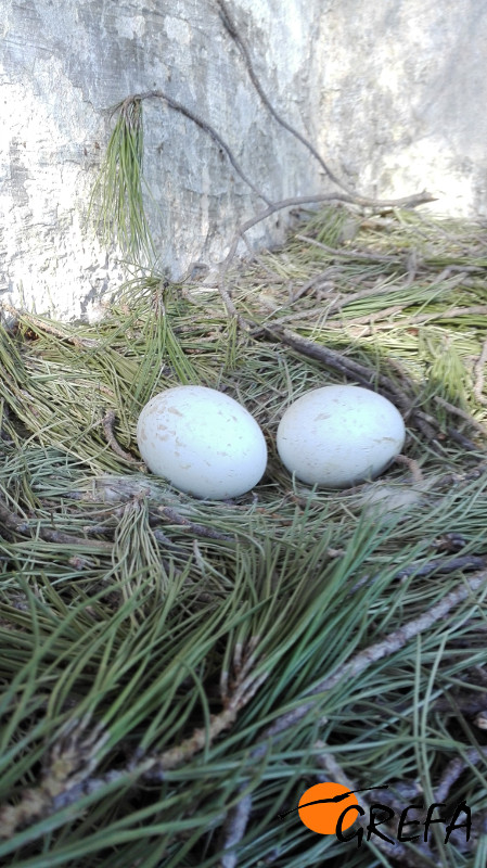 Huevos de águila de Bonelli, en el momento de la retirada del nido artificial de nuestro centro, para su traslado a la incubadora.