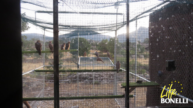 Las diez águilas de Bonelli liberadas en 2017 en la Comunidad de Madrid cuando aún permanecían en el jaulon de aclimatación.