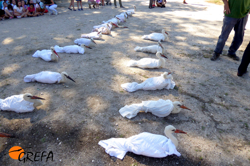 Cigüeñas inmovilizadas por su seguridad, poco antes de su suelta en Alcalá de Henares.