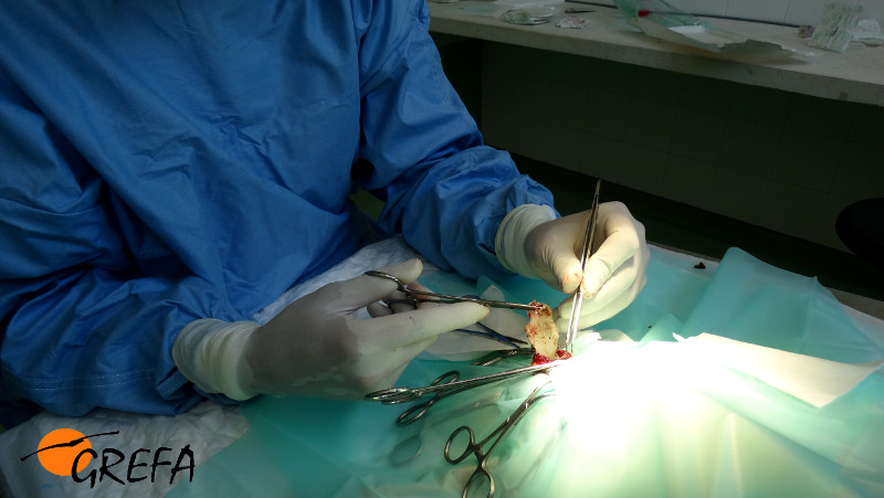Momento de la extracción de una goma durante una cirugía a una cigüeña.