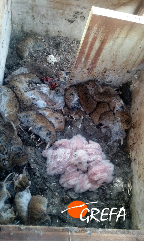 Pollitos de lechuza (blancos, en el centro) rodeados de topillos aportados por sus padres en una caja nido de Tierra de Campos (Palencia).