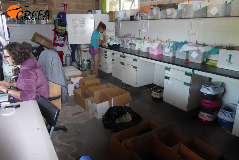 La nursería de GREFA, ocupada por recipientes y cajas en los que albergar la avalancha de pollos volantones que entró en nuestro centro durante la reciente ola de calor.