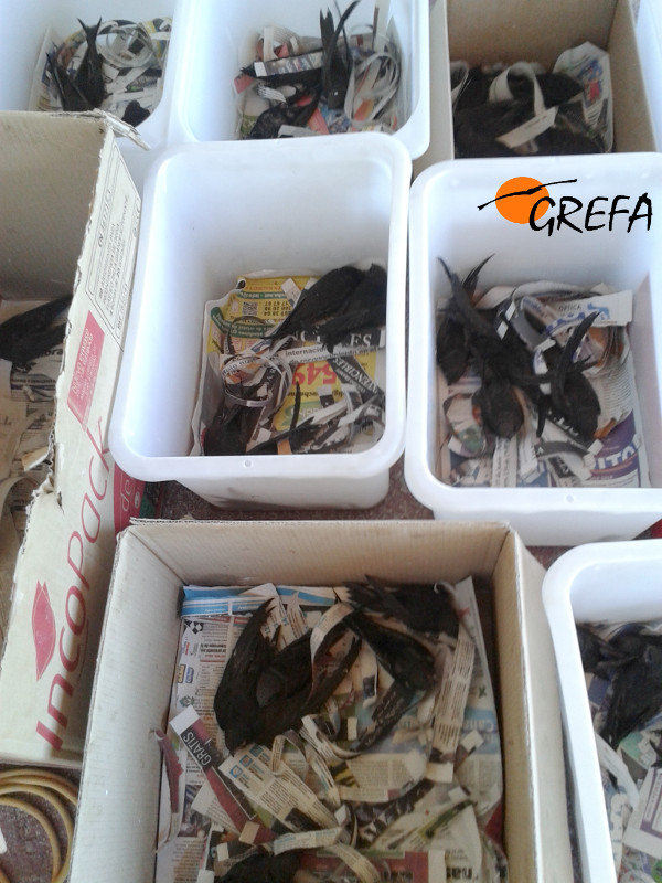 Pollos de vencejo distribuidos en varias cajas a la espera de ser liberados gras ingresar y recuperarse en nuestras instalaciones.