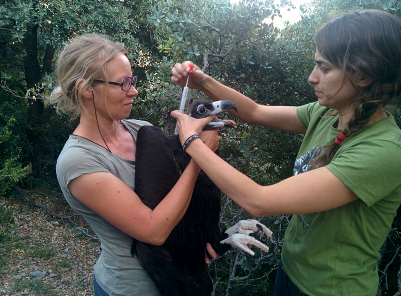 Revisión veterinaria del último pollo de buitre negro de la temporada nacido en la reserva de Boumort (Lleida). Foto: PRBNC.